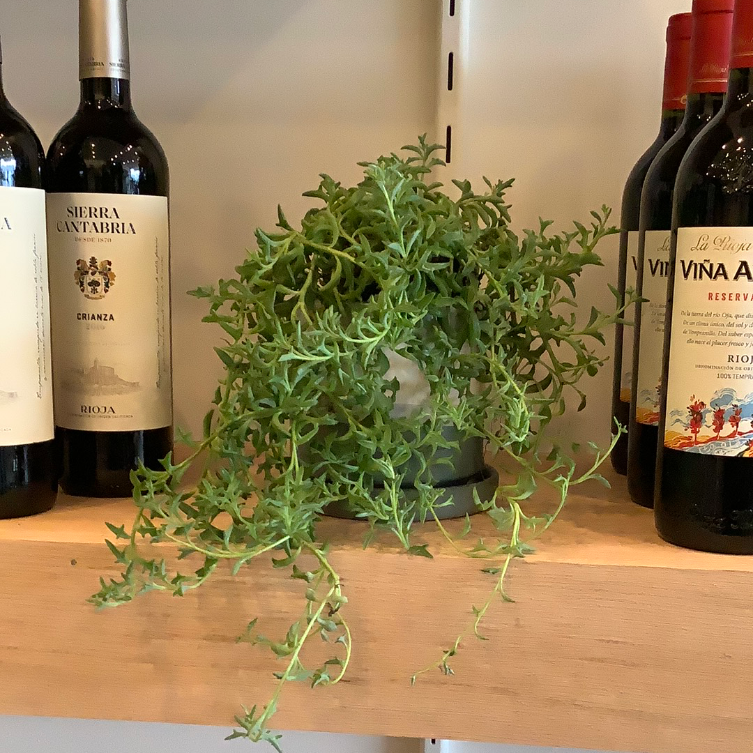 String of Dolphins 6 inch Hanging Basket