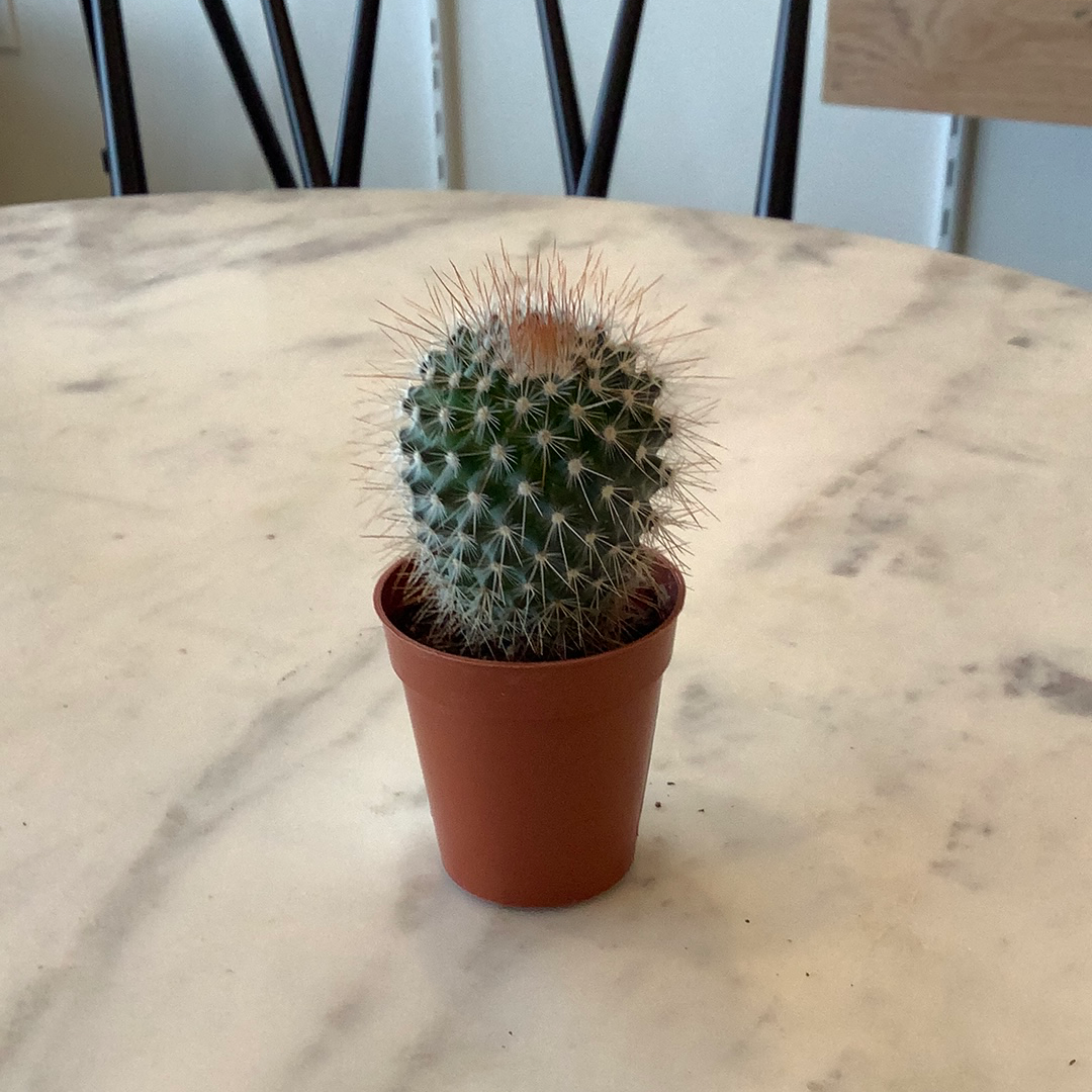 Cactus - Plant