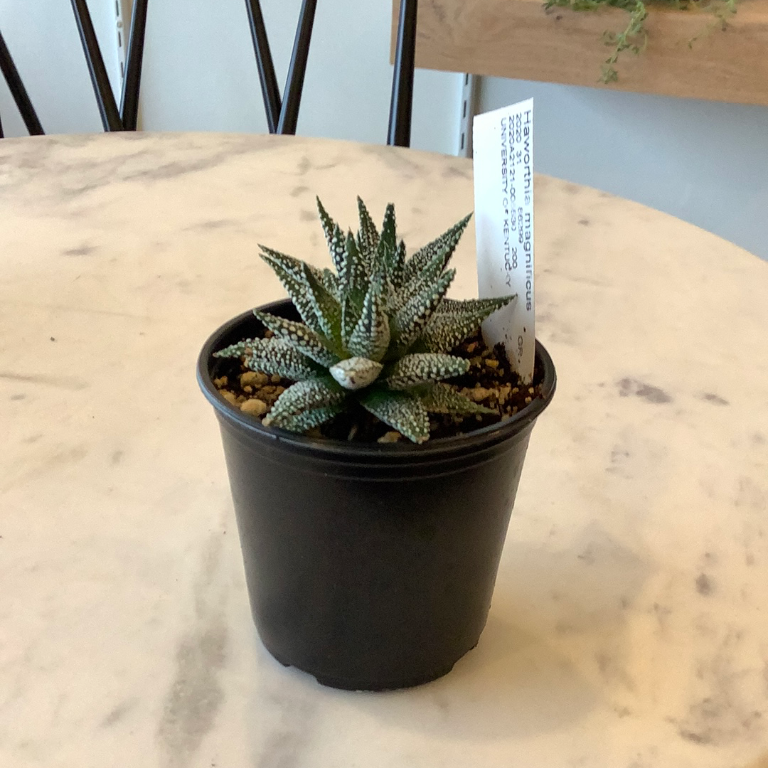 Haworthia 2 inch
