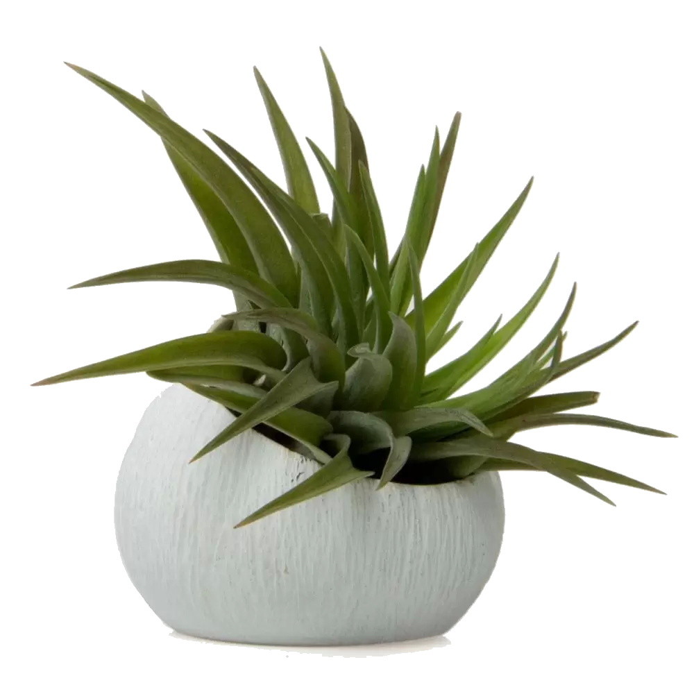 Terrarium Koski White Pot